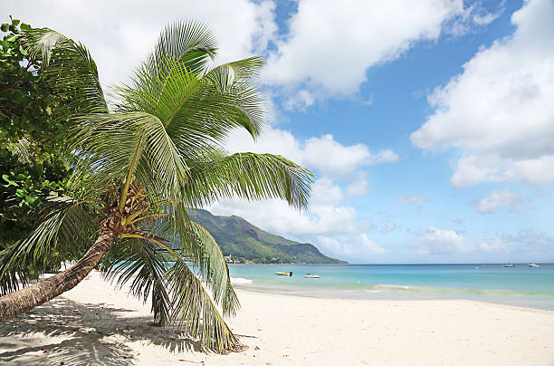 istock Escape to Paradise 146786293