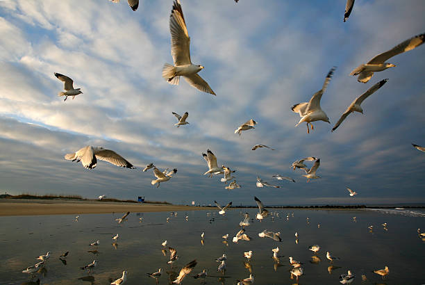 istock Seagulls at Tybee Island 146786346