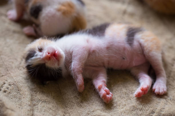 istock Tricolor kitten just born 1467865153