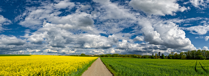 Agricultural path leads through canola and grain fields with blue and white dramatic skies and sunny weather