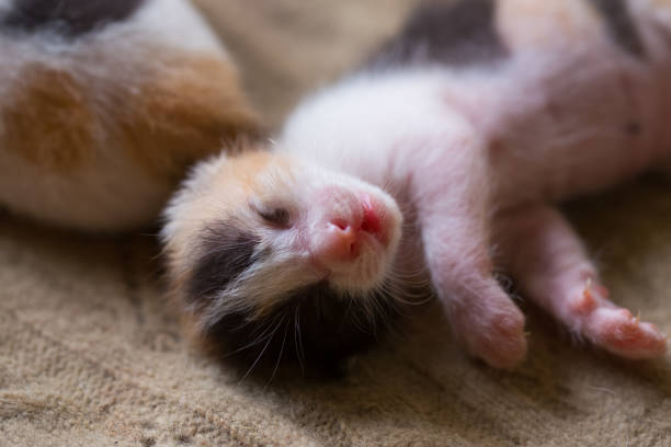 istock Tricolor kitten just born 1467865173