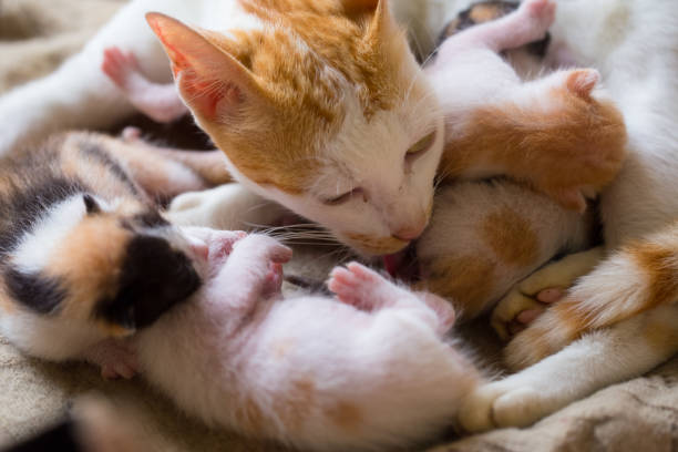 Cat with kitten baby on asphalt. Stray animal on street photo. Three color cat breed. Cute cat mother and baby top view. Domestic animal on street. Wildlife of pet. Stray animal population growth