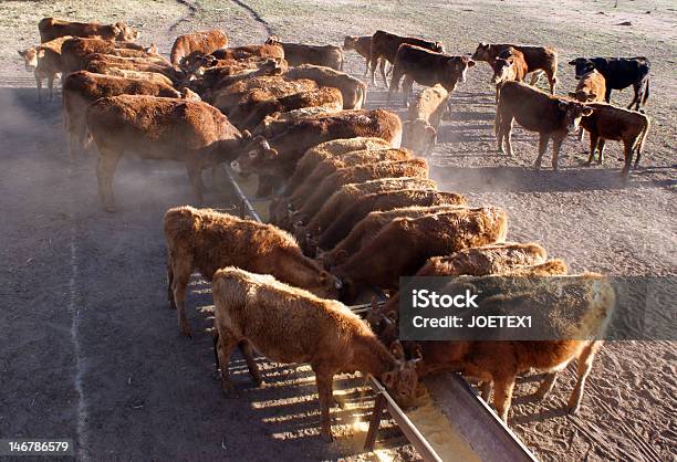 소 식사 먹이기에 대한 스톡 사진 및 기타 이미지 - 먹이기, 소, 가축떼