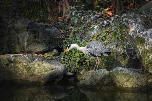 istock Egret by the lotus pond 1467866289