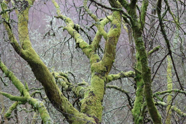 Tree branches covered in moss against a misty woodland background
