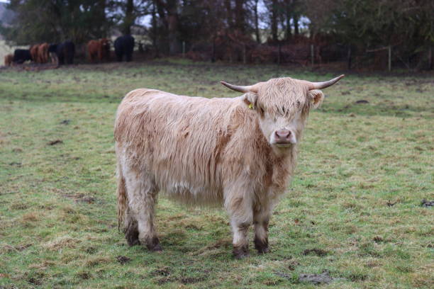 istock Young Highland cow with long horns standing in a field 1467867449