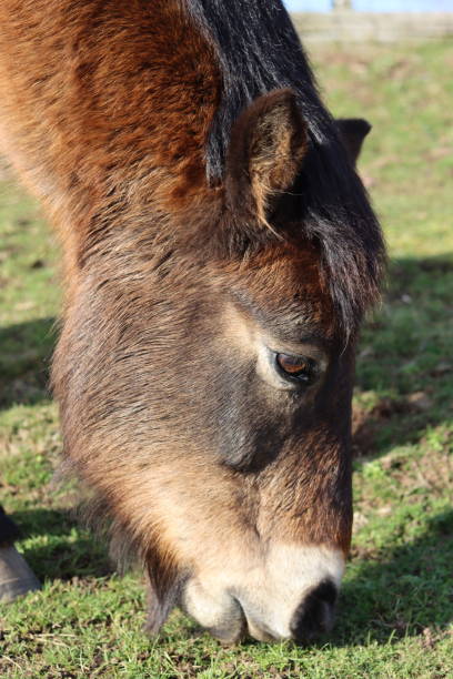 istock Exmoor pony grazing peacefully on grass in bright sunshine 1467867489
