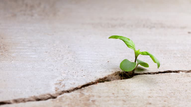 Time-lapse of plant seedlings growing in a crack in concrete conquering adversity.