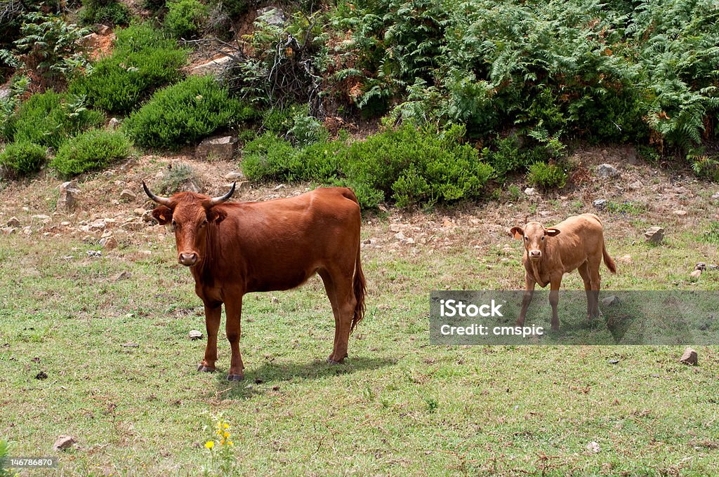 Mucca e il suo vitello - Foto stock royalty-free di Ambientazione esterna