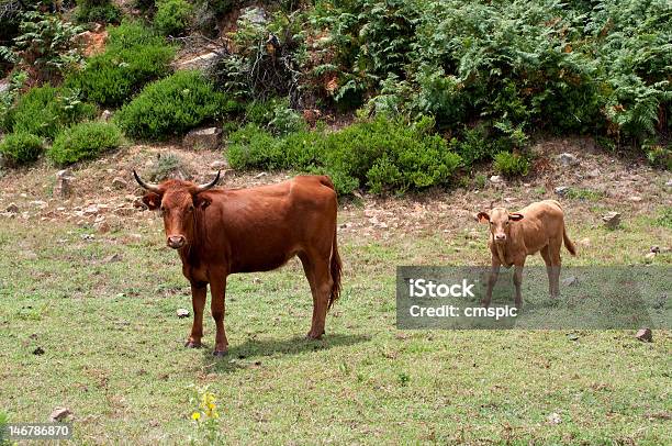 Mucca E Il Suo Vitello - Fotografie stock e altre immagini di Ambientazione esterna - Ambientazione esterna, Animale, Animale da lavoro