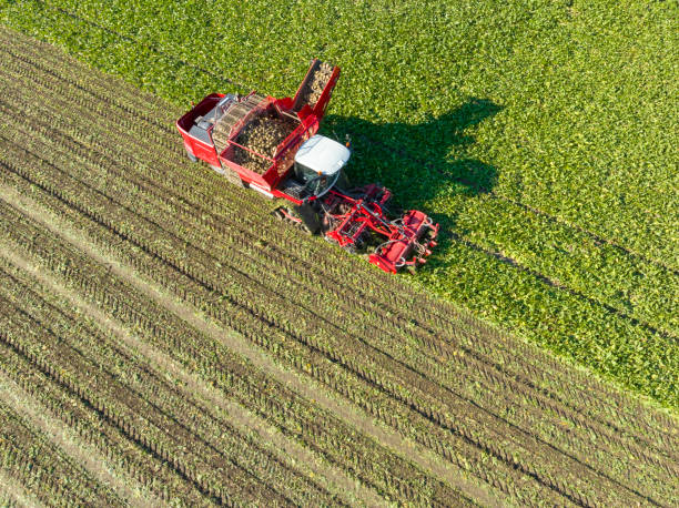 istock Tractors harvesting sugar beet plants in a field seen from above 1467869087