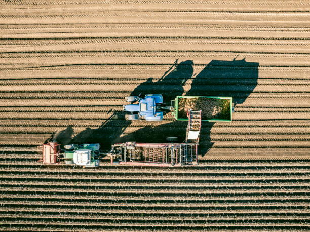A large pile of freshly harvested, soil-covered potatoes is unloaded from a green industrial hopper. This is the first step in processing the raw tubers for a high-quality starch production plant.