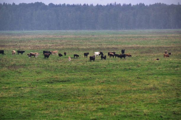 istock Group of endangered wild horses graze grass on pasture 1467871581