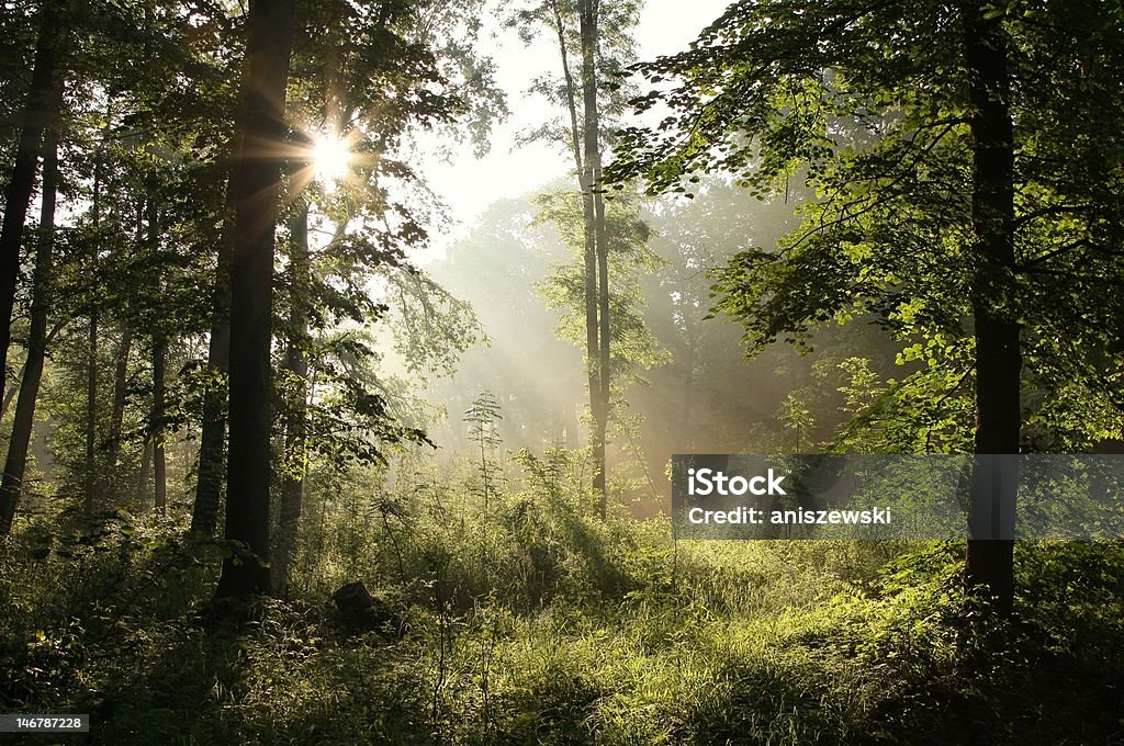 Лиственное лес на рассвете - Стоковые фото Без людей роялти-фри