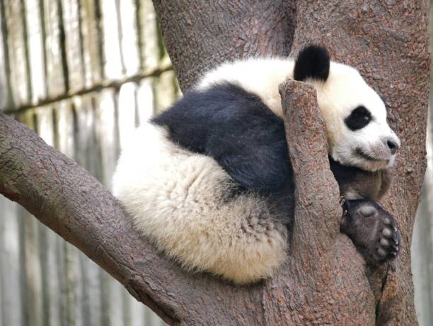 istock a panda bear on top of a tree limb laying down 1467872812
