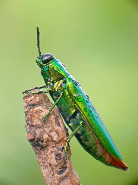 istock jewel beetle Chrysochroa fulminans 1467872938