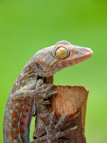 indonesian tokay gecko hang in a branch green background