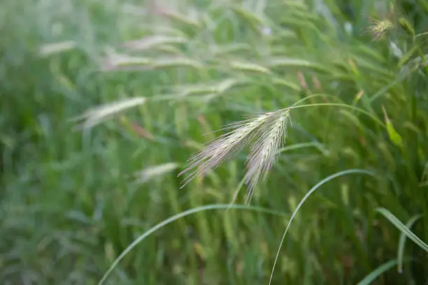 Mouse barley is earing. Freshness of flowering herbs in spring.