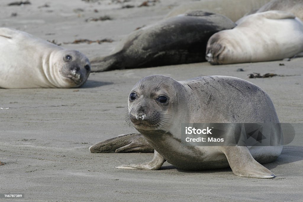 Nas crias de Elefante-marinho - Royalty-free Big Sur Foto de stock