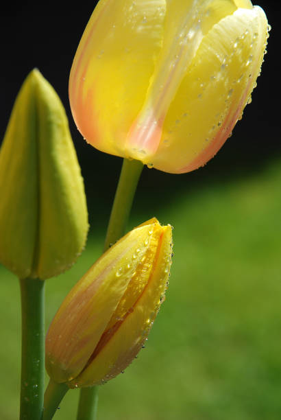 istock Yellow tulips, close up 1467874136