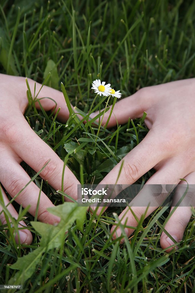 Piccolo daisies - Foto stock royalty-free di Adulto