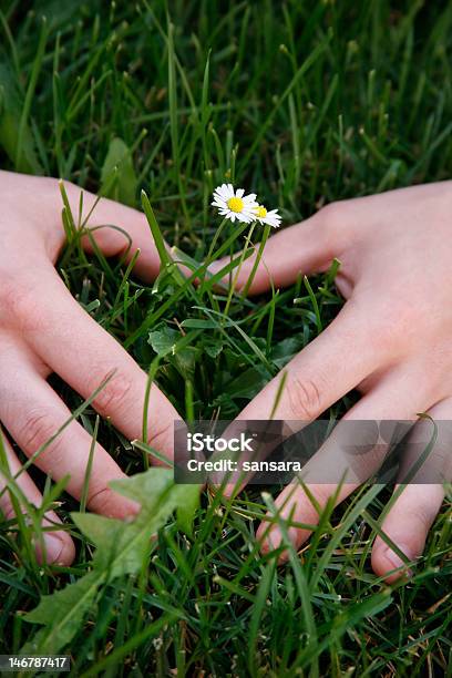 Небольшой Daisies — стоковые фотографии и другие картинки Абстрактный - Абстрактный, Ботаника, Вертикальный