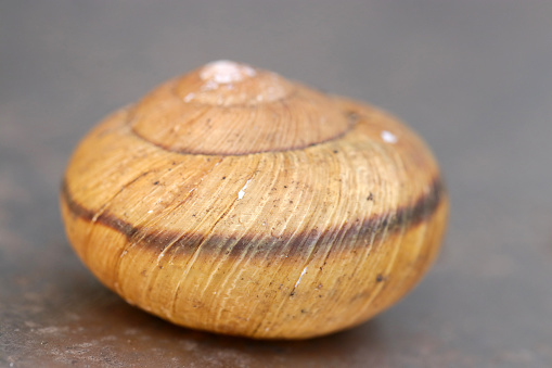 Cast-off shell of the Sought-after false hadra (Hidarimakimaimai, close-up photograph using macro lens)