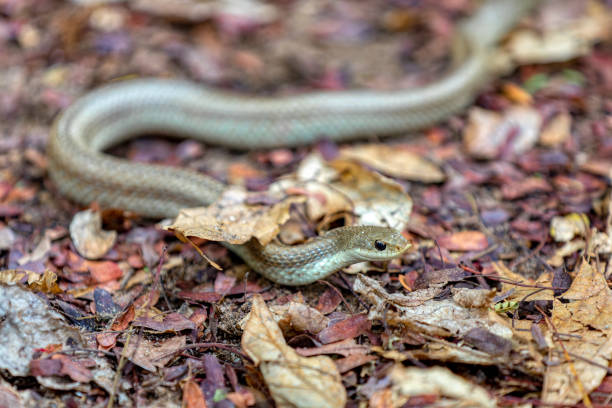 istock Blonde hognose snake, Leioheterodon modestus, Tsingy de Bemaraha, Madagascar 1467874636