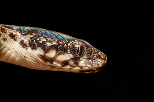 Malagasy Cat-eyed Snake, Madagascarophis colubrinus is a species of snake of the family Pseudoxyrhophiidae, nocturnal snake, Miandrivazo, Madagascar wildlife animal