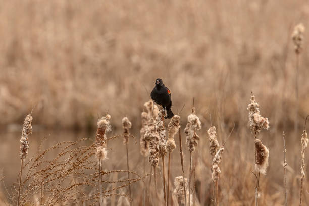 istock Male Red-winged Blackbird sings while perched on a cattail 1467874688