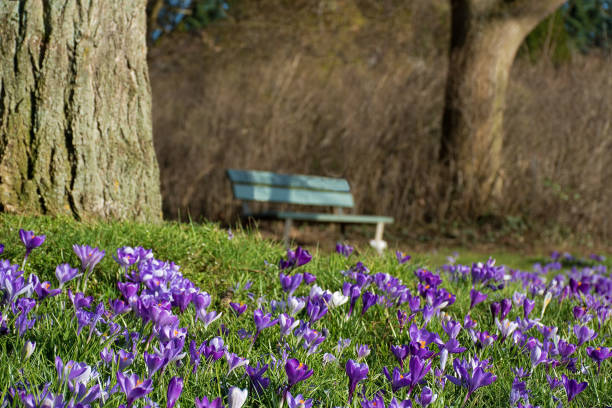 Crocuses, purple spring flowers on a meadow with tree trunks and a bench