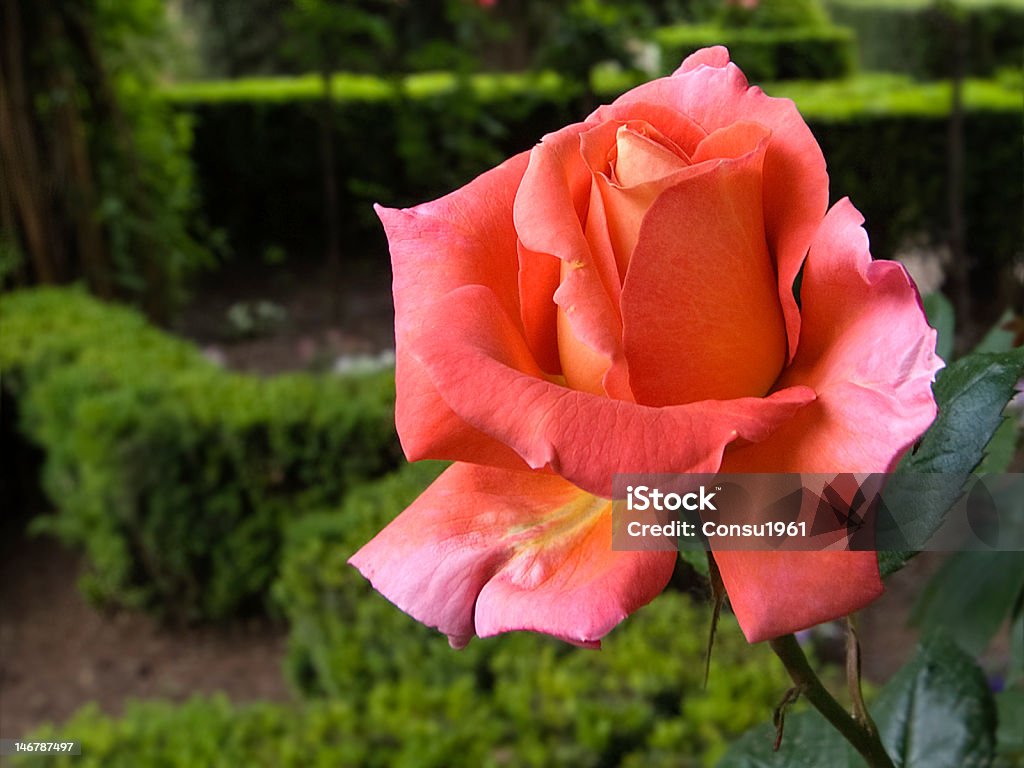 rosa - Foto de stock de Aire libre libre de derechos