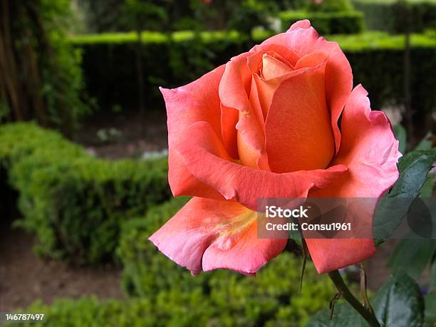 Rosa Foto de stock y más banco de imágenes de Aire libre - Aire libre, Detalle de primer plano, Flor