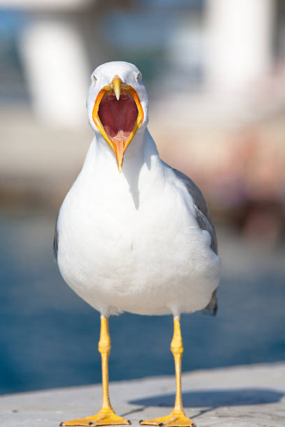 istock Sea bird seagull. nature closeup 146787579