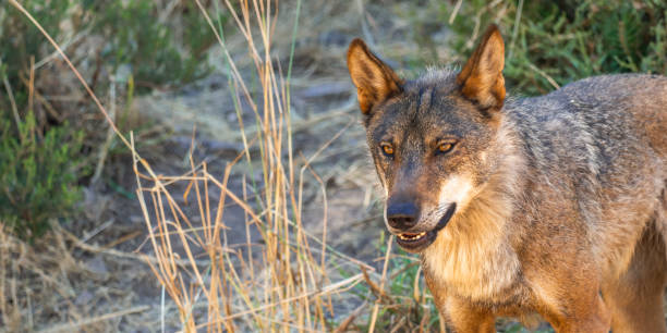 istock Iberian Wolf, Zamora, Spain 1467876233