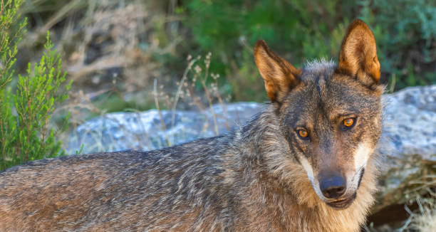 istock Iberian Wolf, Zamora, Spain 1467876520
