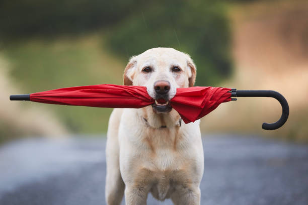 Labrador Umbrella - Red Labrador Umbrella - Red