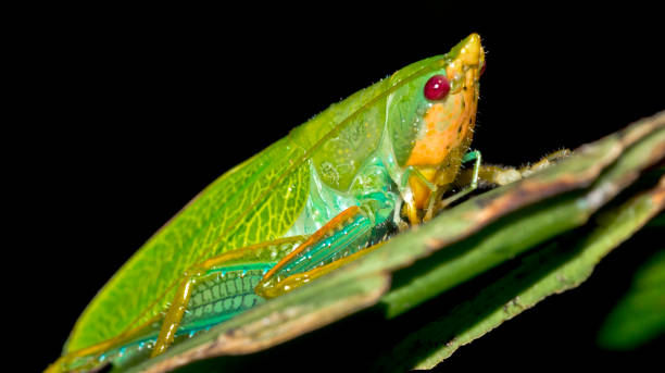 istock Bug, Corcovado National Park, Costa Rica, America 1467876742