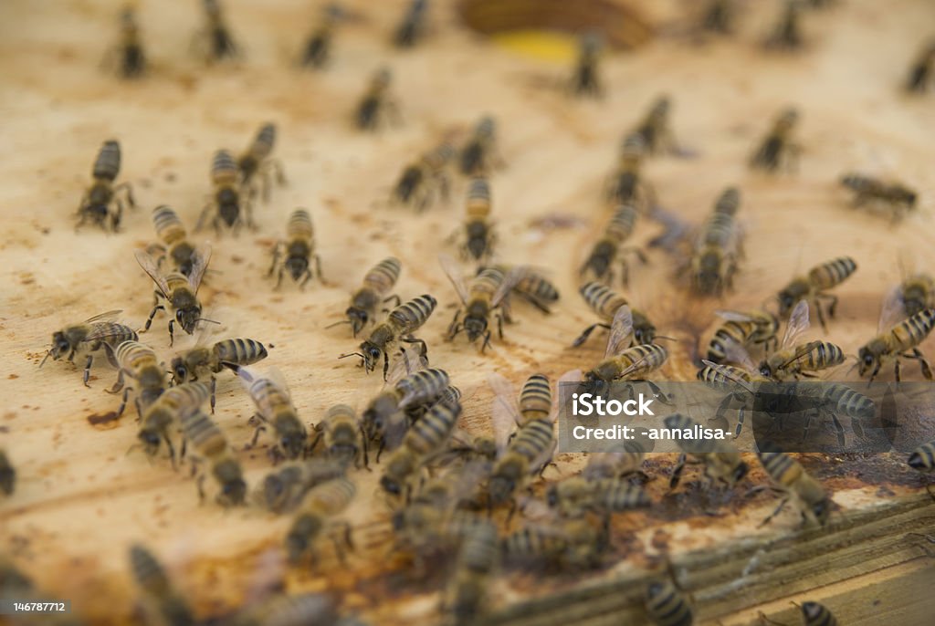 bees and pheromone close up close up. bees swarming, pheromone. beautiful bees are reporting a new hive Bee Stock Photo