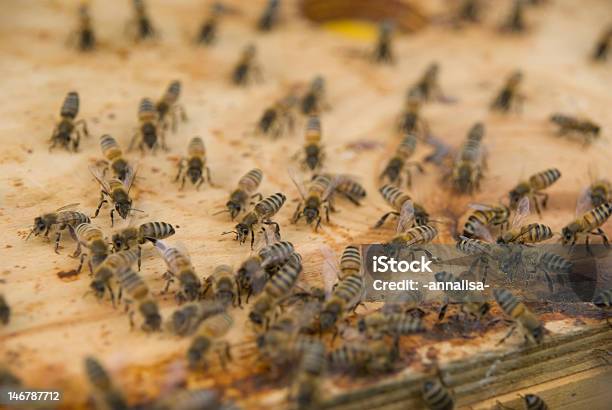 Bees And Pheromone Close Up Stock Photo - Download Image Now - Bee, Beehive, Communication