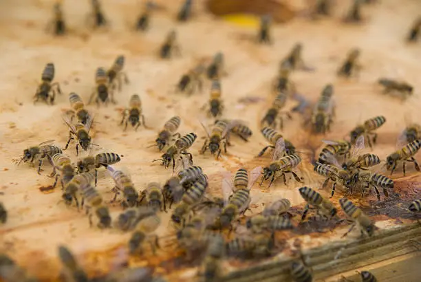 Photo of bees and pheromone close up