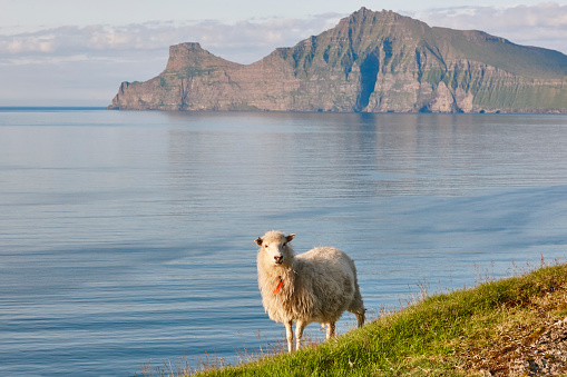 Sheep on Faroe islands cliffs. Green scenic landscape coastline