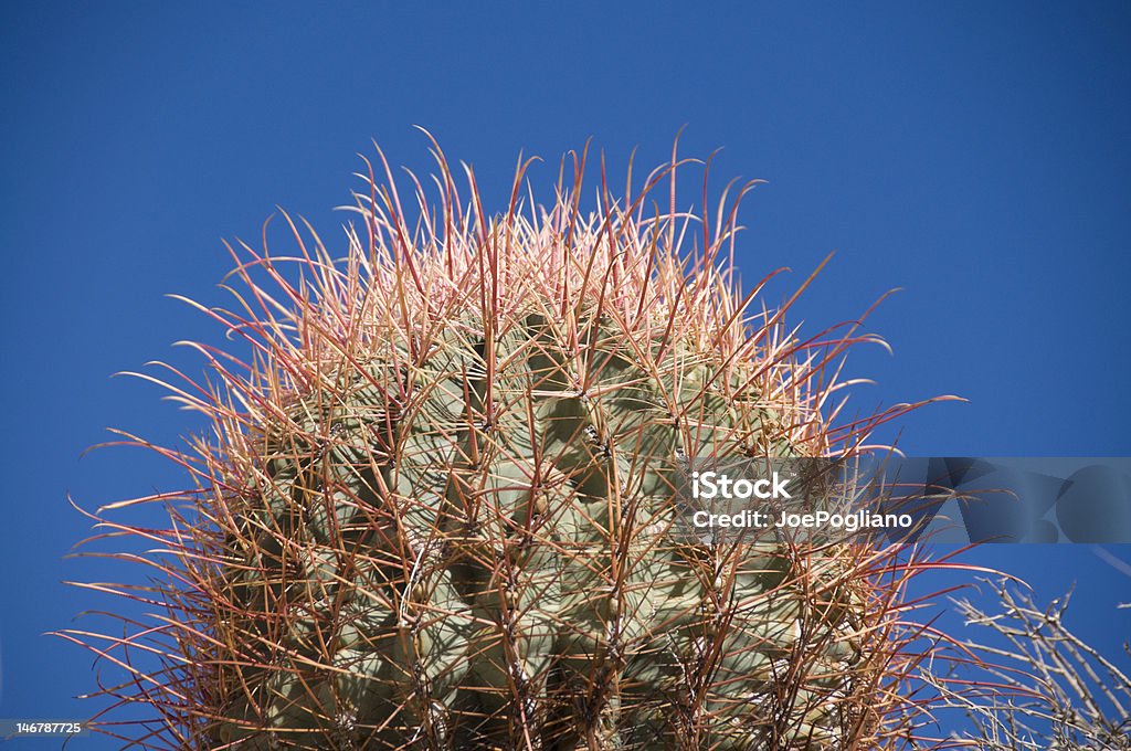cactus - Photo de Arizona libre de droits