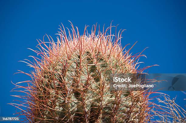 Photo libre de droit de Cactus banque d'images et plus d'images libres de droit de Arizona - Arizona, Bleu, Cactus