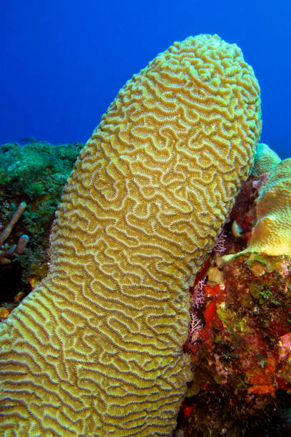 Brain Coral, Isle of Youth, Cuba
