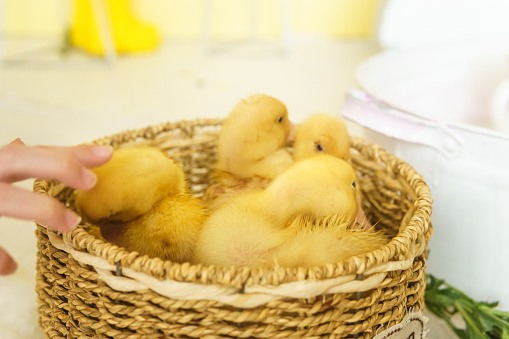 Live yellow ducks in a wicker basket made of matting close-up. the concept of raising animals on a farm