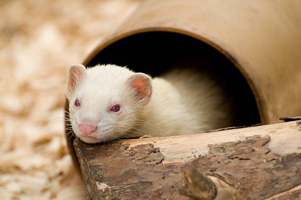 istock Cute Albino White Ferret 146787988
