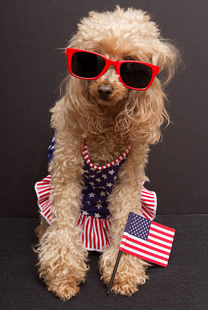 istock Patriotic Poodle for July 4 146787996