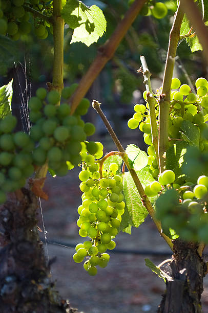 Young wine grapes backlit by the sun stock photo