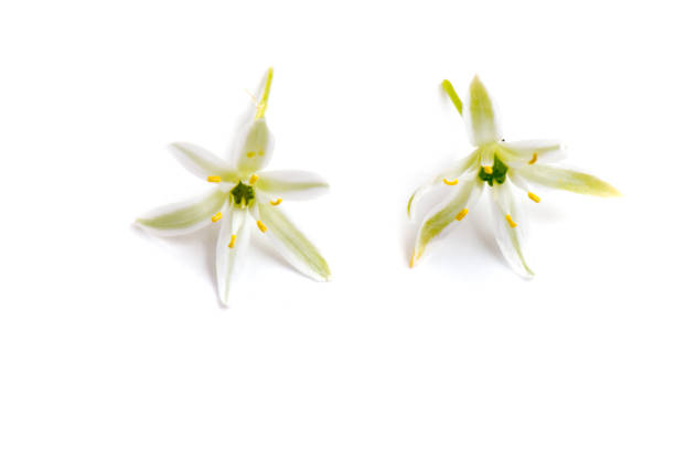 Close-up Ornithogalum Umbellatum. Wild Flowers in Their Natural Environment.